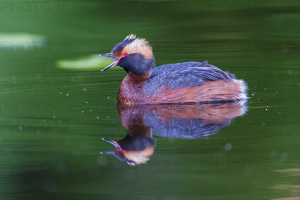 Horned Grebe (Podiceps auritus) swims in water, Västergotland, Sweden, Europe