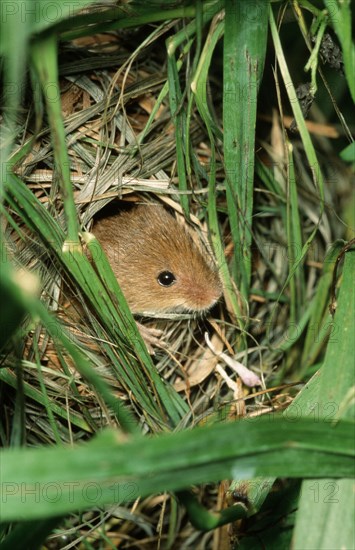 Old World eurasian harvest mouse (Micromys minutus)