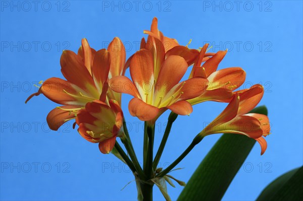 Clivia, natal lily (Clivia miniata)