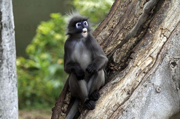 Dusky Leaf Monkey (Trachypithecus obscurus), male (Presbytis obscurus)