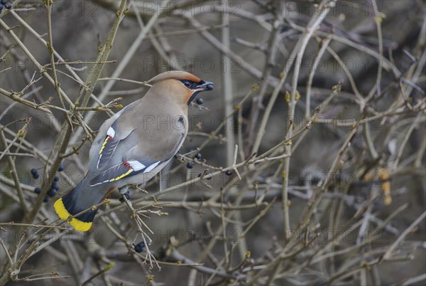 Bohemian Waxwing (Bombycilla garrulus), Austria, Europe