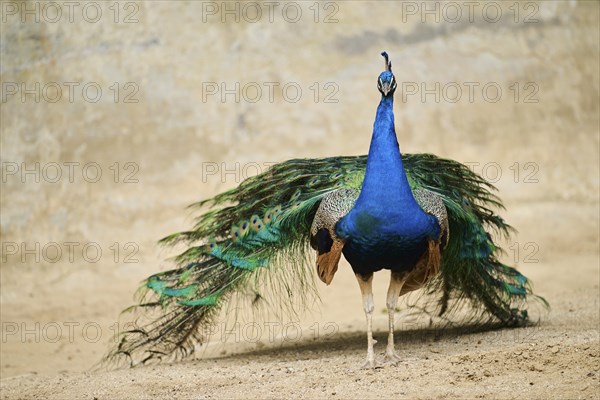 Indian peafowl (Pavo cristatus) standing on the ground, Spain, Europe