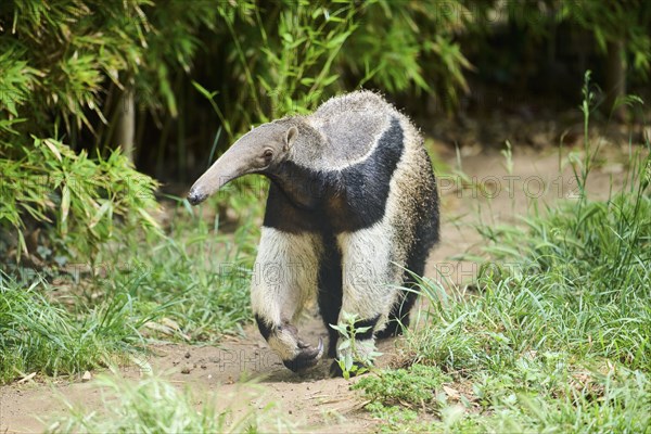 Giant anteater (Myrmecophaga tridactyla), captive, distribution South America