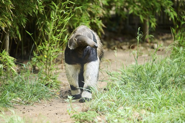 Giant anteater (Myrmecophaga tridactyla), captive, distribution South America