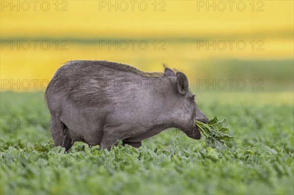 Solitary wild boar (Sus scrofa) sow, female eating sugar beet plants in field in summer