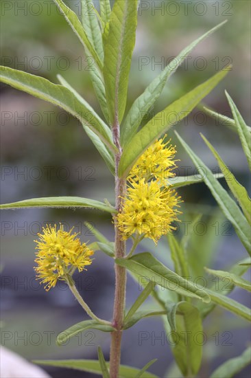 Tufted loosestrife (Lysimachia thyrsiflora)