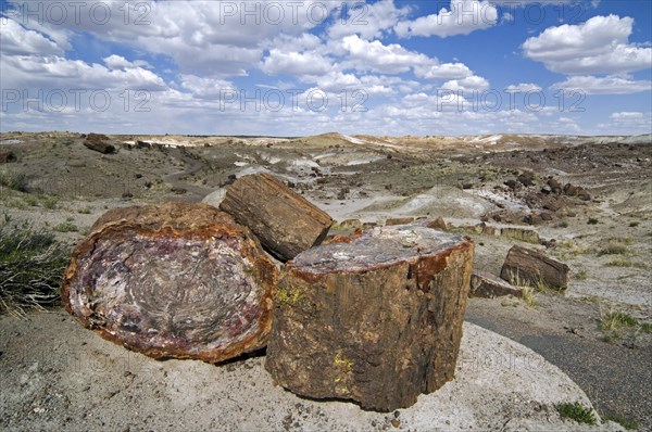 Cross-section of petrified wood showing colourful crystal patterns, Painted Desert and Petrified