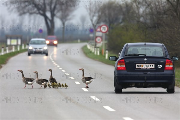 Family of greylag geese (Anser anser), pair with their freshly hatched goslings crossing a busy