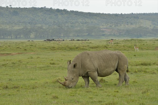 White Rhinoceros or Square-lipped Rhinoceros (Ceratotherium simum), Lake Nakuru National Park, near