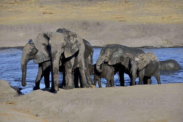 African bush elephants (Loxodonta africana), small herd after bathing in Somalisa waterhole, Hwange