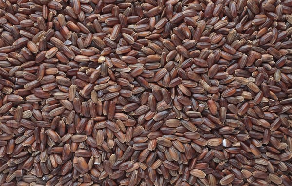 Red rice, Camargue rice from France, rice variety with a red bran layer, usually offered as brown