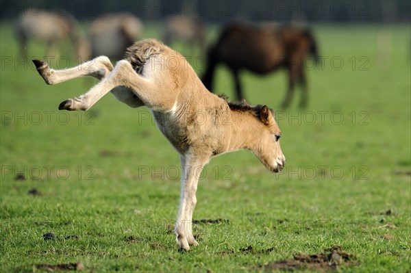 Dülmen wild horse, foal, Merfelder Bruch, Dülmen, North Rhine-Westphalia, knocking out, leaving,