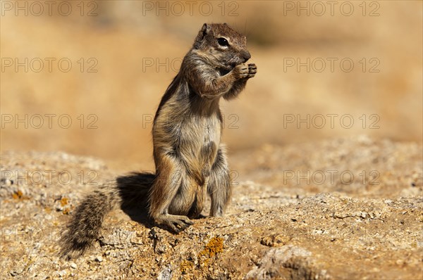 Barbary ground squirrel (Atlantoxerus getulus), chipmunk, Atlantic squirrel, ground squirrel,