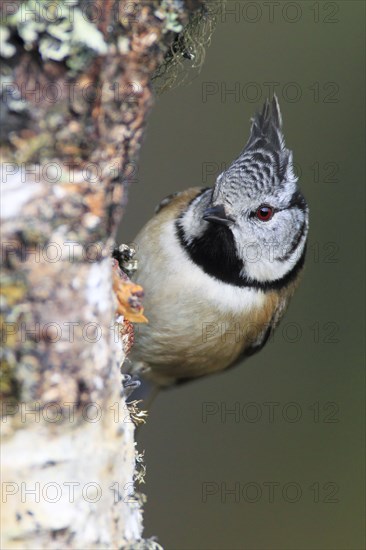Crested tit ( Lophophanes cristatus) , Tit, Tit, Tits, Scotland, Great Britain