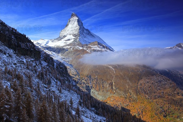 Larch forest , Larch, Matterhorn, Valais, Switzerland, Europe