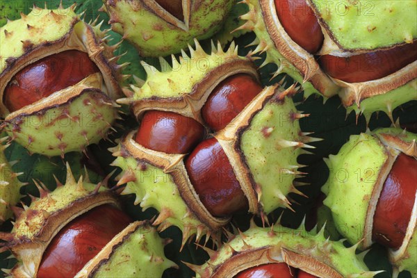 Horse chestnuts ( Aesculus hippocastanum) , Switzerland, Europe