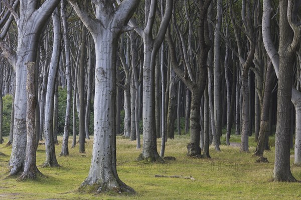 Beech trees, shaped by strong sea winds, at Ghost Wood, Gespensterwald along the Baltic Sea beach
