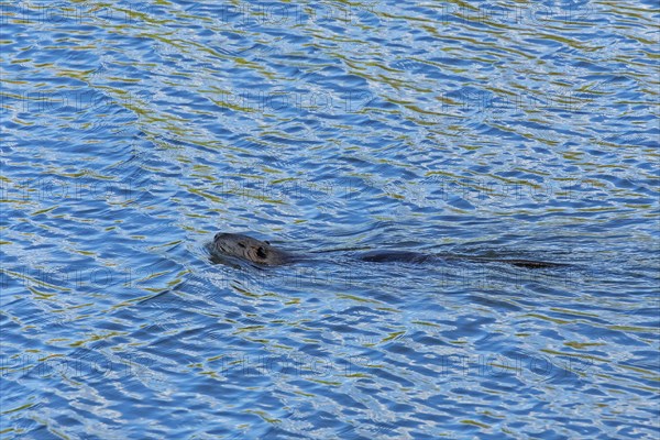 Swimming beaver, Alte Jeetzel, Hitzacker, Elbtalaue, Lower Saxony, Germany, Europe