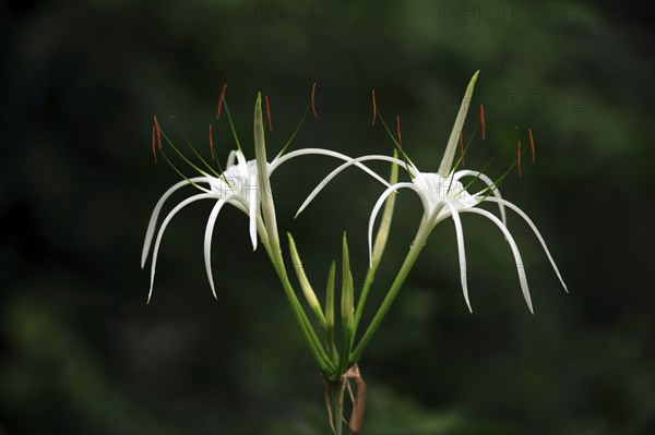 Spider Lily (Hymenocallis occidentalis)