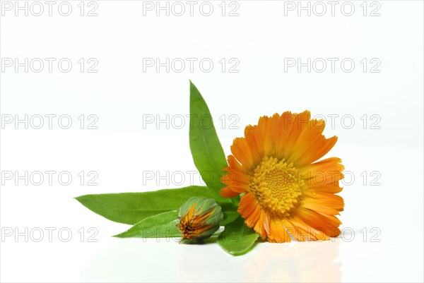 Garden Marigold (Calendula officinalis)