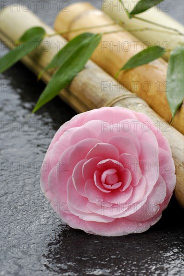 Camellia (Camellia japonica) and bamboo cane, bamboo