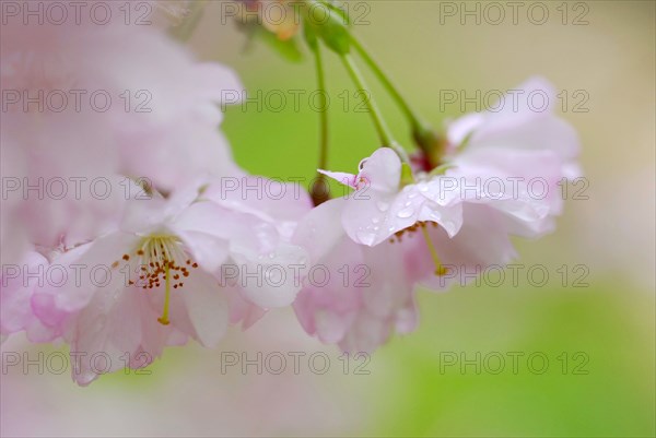 Japanese (Prunus sargentii) decorative cherry