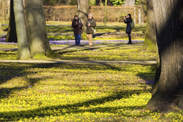 Spring bloomers in the Great Garden