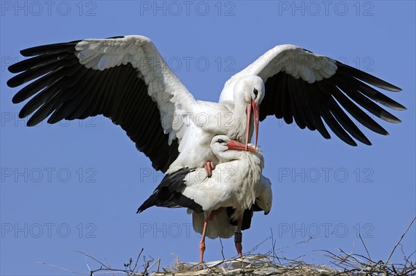White storks (Ciconia ciconia), pair, copulating, Germany, Europe