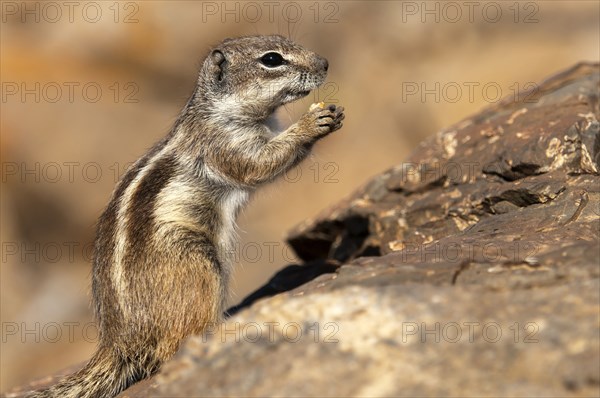 Barbary ground squirrel (Atlantoxerus getulus), chipmunk, Atlantic squirrel, ground squirrel,
