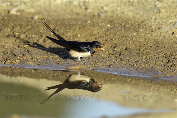 Barn Swallow (Hirundo rustica) collecting nesting material, Portugal, side, Europe