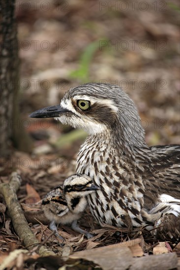 Bush stone-curlew (Burhinus grallarius) with chicks, Australia, Oceania