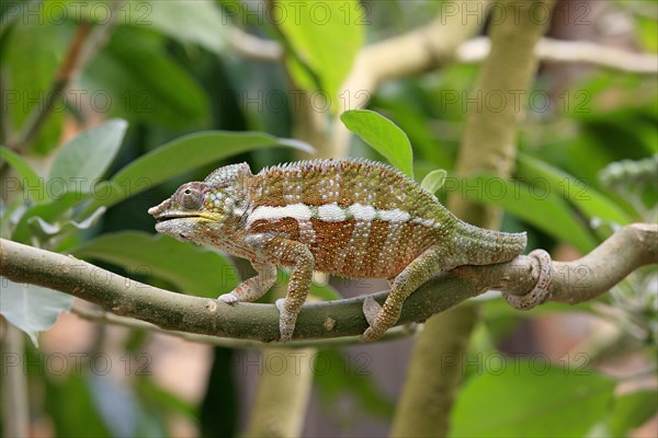Chameleon, male (Calumma globifer), Madagascar, Africa