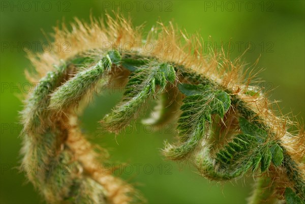Japanese shield fern (Polystichum polyblepharum)