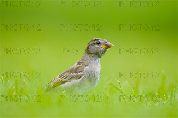 House sparrow, young bird, Island of Texel, North Holland, Netherlands