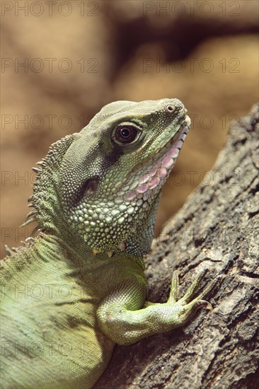 Green Water Dragon (Physignathus concincinus)