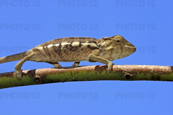 Young panther chameleon (Furcifer pardalis), female (Chamaeleo pardalis), page, Madagascar, Africa