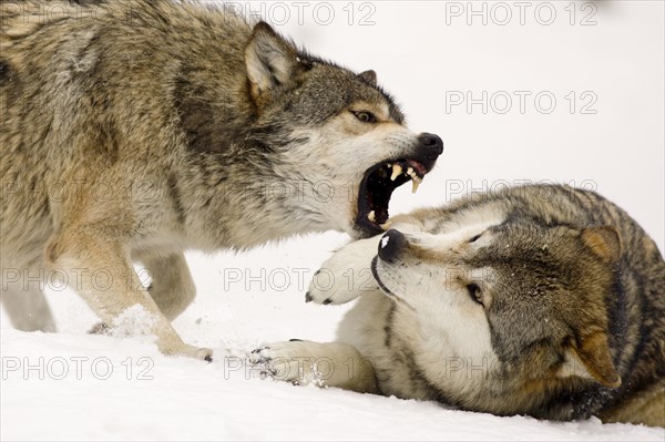 Wolves in winter, dominance display (Canis lupus)