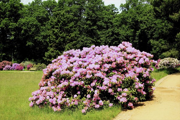 Rhododendron Park Dresden Wachwitz