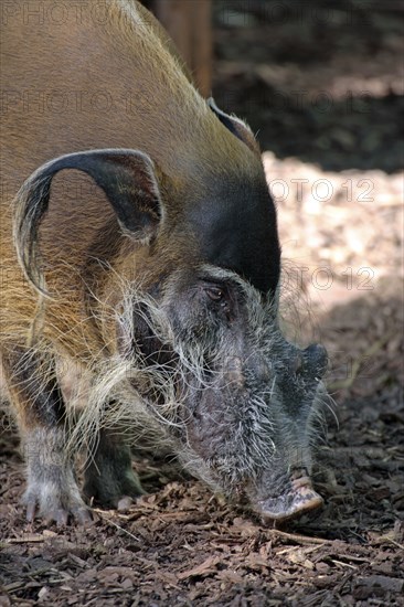 Red River Hog (Potamochoerus porcus pictus), male, red river hog, boar, bush pig, Cameroon