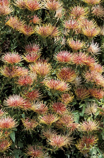 Tuffed Pincushion (Leucospermum), CapeTown, South Africa, Africa