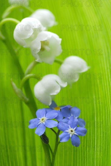 Forget-Me-Not (Covallaria majalis) and Lily of the Valley (Myosotis sylvatica) , Lily of the Valley