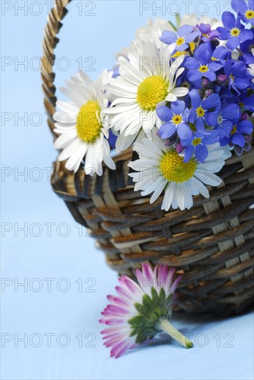 Common daisy (Bellis perennis) and forget-me-nots (Myosotis sylvatica)
