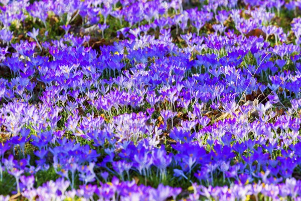 Spring bloomers in the Great Garden