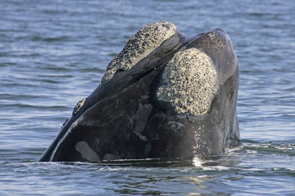 Southern Right Whale (Eubalaena australis), South Africa (Balaena glacialis australis)