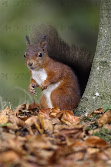 Squirrel, Northumberland National Park, Eurasian red squirrel (Sciurus vulgaris)