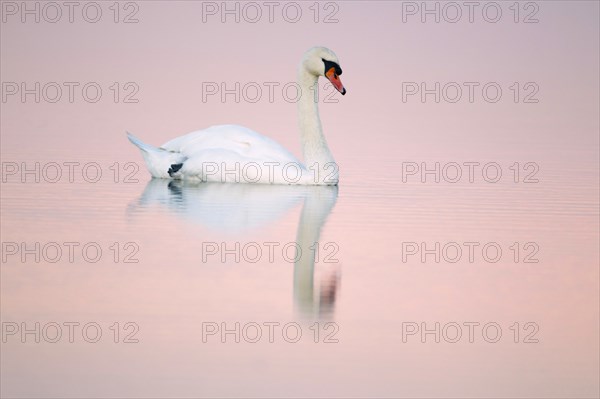 Mute Swan (Cygnus olor), in sea creek, Lindisfarne, National Wildlife reserve, Northumberland,