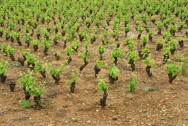 Vineyard, vines, vine, vines, Beaujolais, France, Europe