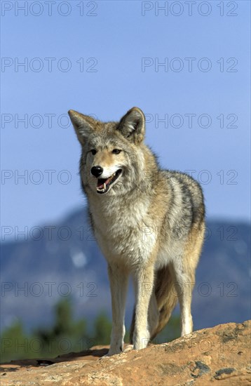Coyote (Canis latrans), Utah, USA, North America