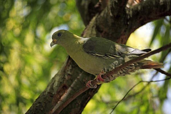 African Green Pigeon (Treron calva)