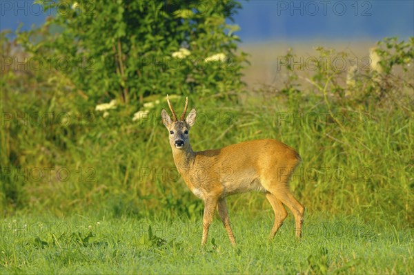 Roebuck, Dingdener Heide nature reserve, North Rhine-Westphalia, Germany, Europe